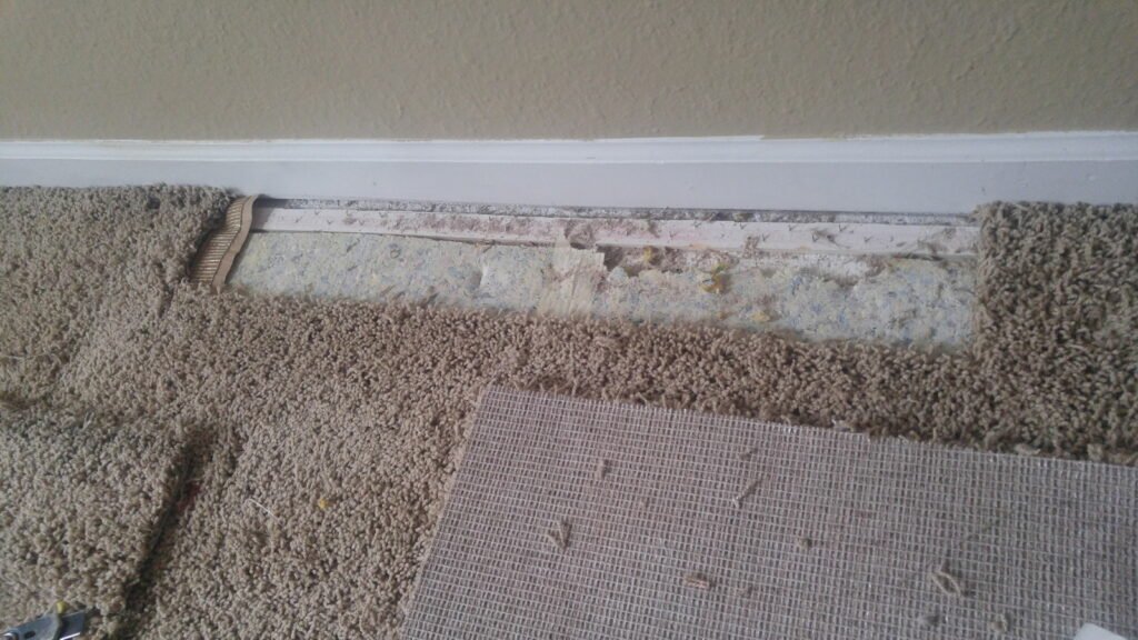Carpet Damage from Pet before